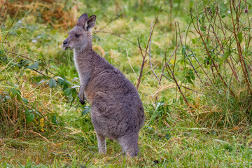 Eastern gray kangaroo 