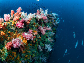 Soft Coral and School of fish