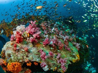 Soft Coral and School of fish