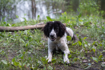 black and white dog