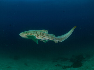 Obraz premium Leopard Shark is in Deep Blue Water