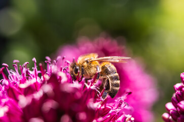 European Honey Bee on a garlic flower