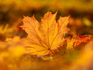 Orange maple leaf on the ground in the sun rays. Autumn leaves