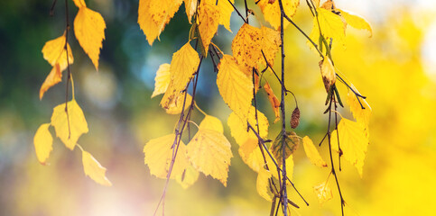 Yellow birch leaves on a tree close up on a blurred background. Autumn leaves