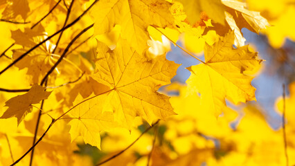 Autumn background with yellow maple leaves in sunny weather