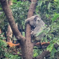A cute koala sleep comfortably on a tree © Maru_84