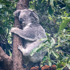 An up-close picture of sleeping koala on the tree © Maru_84