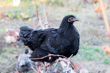 A black hen sits in the garden on a pole