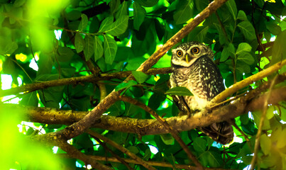Adorable curious owl standing on tree branch in nature park