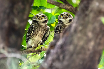 Close up cute pair of owl couples standing on tree in nature park
