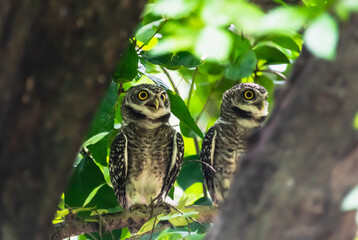Close up cute pair of owl couples standing on tree in nature park