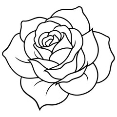 different shallotte rose flower lines art design 