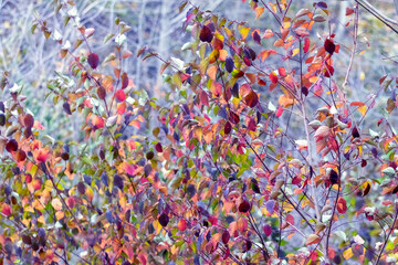 Thickets of bushes with colorful autumn leaves, autumn background