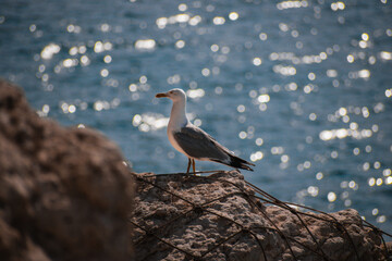 Seagull standing on a rock with the sea in the background