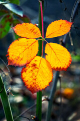 Yellow autumn leaves on a dark blurred background