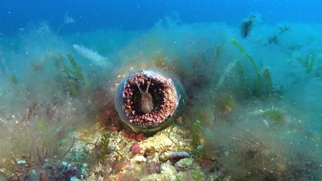 Little blenny fish hidden into a bottle - Underwater scene