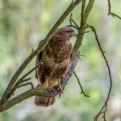 bird of prey. Buzzard in a tree.