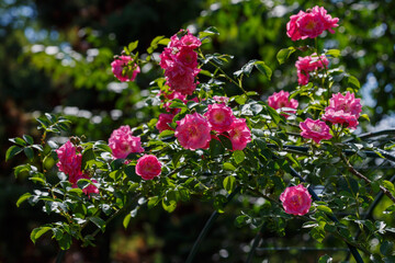 Beautiful pink сlimbing roses blooms in garden