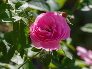 Rose Louise Odier blooms in garden. Rosa Louise Odierl is a variety of bourbon roses_1.jpg, Rose Louise Odier blooms in garden. Rosa Louise Odierl is a variety of bourbon roses