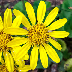 Osteospermum moniliferum or boneseed, effortlessly found on the side of the road in Japan.