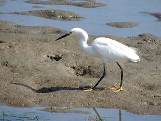 Egret Walking