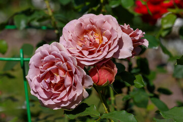 Beautiful floribunda rosa Lavender Pinocchio blooms in garden
