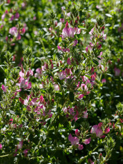 Field ruff , or arable ruff, or goat ruff , or stinking ruff ( Latin Ononis arvensis ) blooms in garden