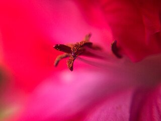 A closer look inside a flower reveals its stamen.