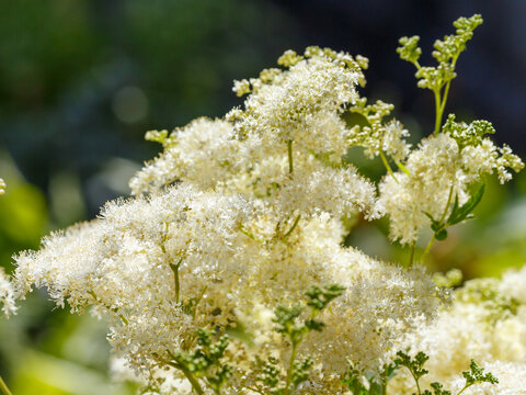 Meadowsweet , or bogula, or whitehead ( Latin- Filipendula ulmaria ) is a perennial herbaceous plant of the genus Meadowsweet
