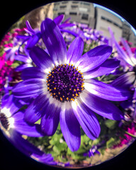 Obraz premium A close-up of a fully bloomed, violet-colored cineraria flower.