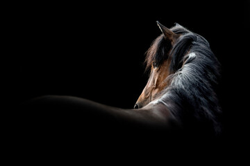 Beautiful fine art Icelandic horse mare with long mane with a black background in fine art edit with copy space