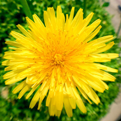 Yellow dandelion photographed up close with a fisheye lens.