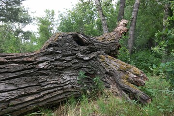trunk in forest