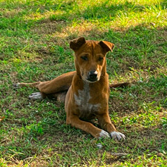 Naklejka premium A dog sits on the ground hoping to get some food from a hotel guest at Krui, Lampung, Indonesia.