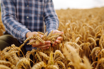 Young Farmer with tablet in the field. Agriculture, gardening or ecology concept. Harvesting. Agro business.