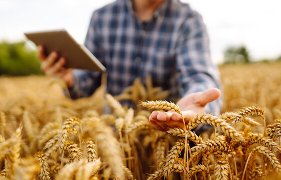 Young Farmer with tablet in the field. Agriculture, gardening or ecology concept. Harvesting. Agro business.