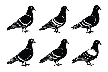 pigeon silhouette vector art illustration bundle set