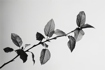 Black and white photography of plants. Leaves, petals. on a white background. Branch with leaves