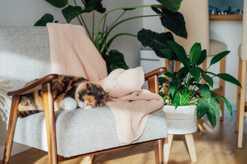 Multicolor cat pet sleeping on retro style armchair in modern scandinavian interior with many green house plants in hard sunlight. Biophilia style. Cozy, hygge home interior design. Selective focus