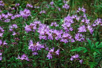 Obraz premium purple small thyme flowers on fragile stems in a forest clearing