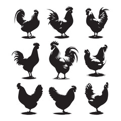 Set of Chicken silhouettes isolated on a white background, Vector illustration.