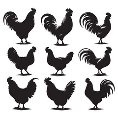 Set of Chicken silhouettes isolated on a white background, Vector illustration.