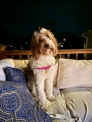 yorkshire terrier sitting on the bed