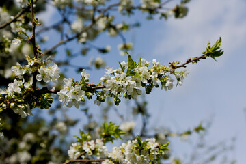 Kwiaty czereśni na gałęziach. Kwitnące drzewo czereśni. © Jarosław
