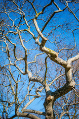 View of tree branches with sparse leaves against a clear blue sky.