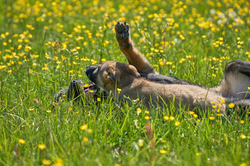 Beautiful German Shepherd puppy playing with his mother on a flower meadow on a sunny summer day on a farm in Skaraborg Sweden