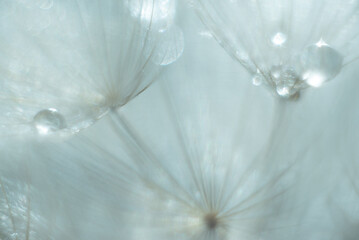 Abstract blurred nature background dandelion seeds parachute.