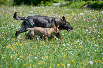 Beautiful German Shepherd puppy playing with his mother on a flower meadow on a sunny summer day on a farm in Skaraborg Sweden