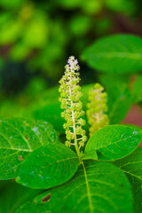fern leaf in the garden