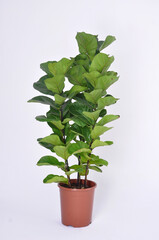 Ficus lyrata planta nativa da África Ocidental